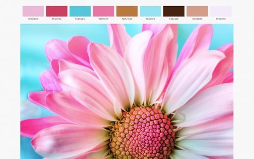 color palette from image