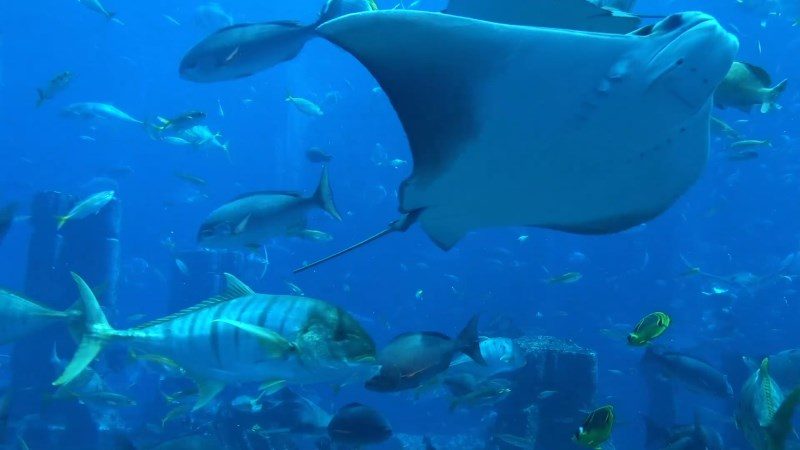 Stingray Fish Underwater