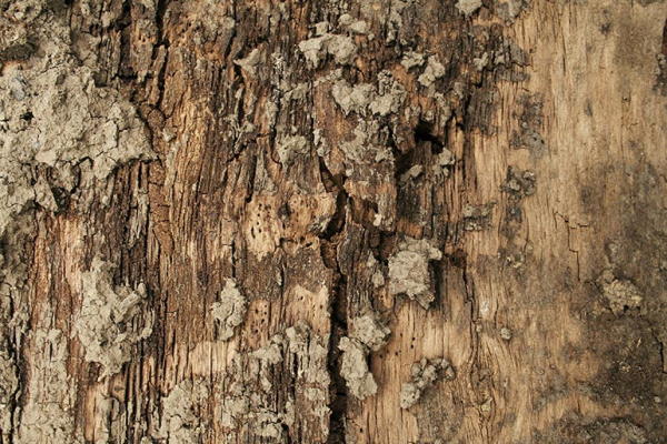 tree bark texture